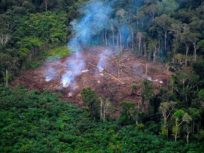 Deforestación en el Meta cayó en un 34% durante el 2022 1