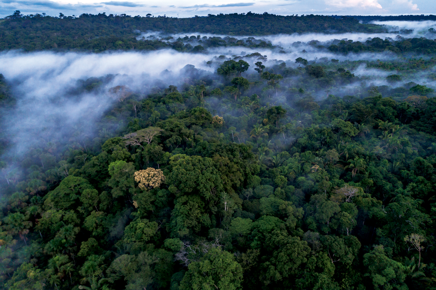 Urgente evitar punto de no retorno en la Amazonía 1