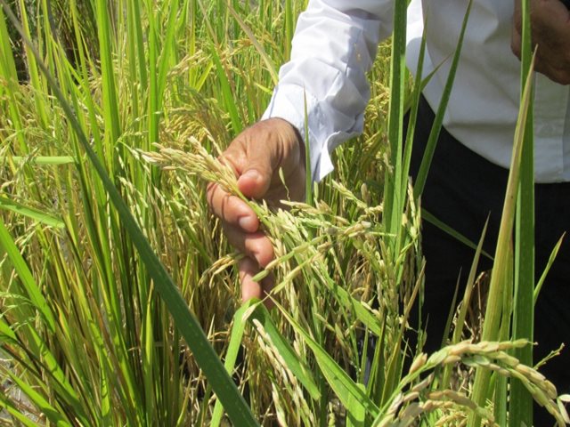 Atento a las fechas para venta de semilla y siembra de arroz en el Meta 1