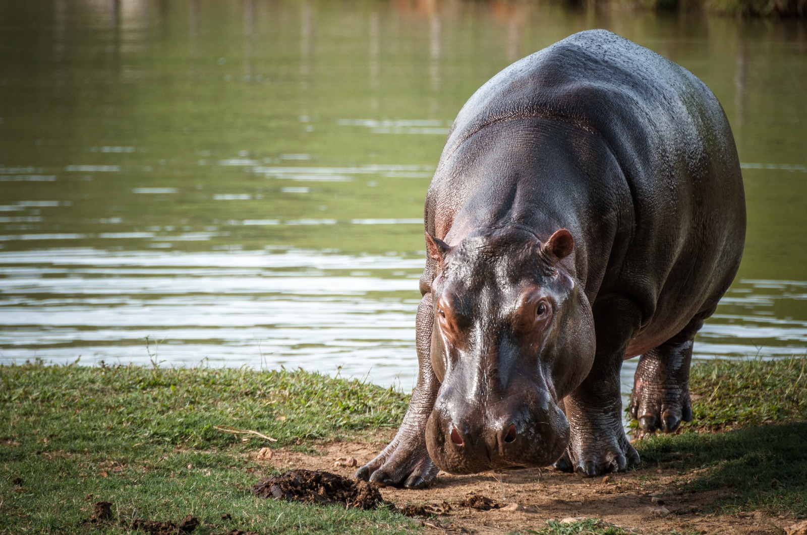 Exportación y esterilización, las claves del plan de manejo y control de hipopótamos 1