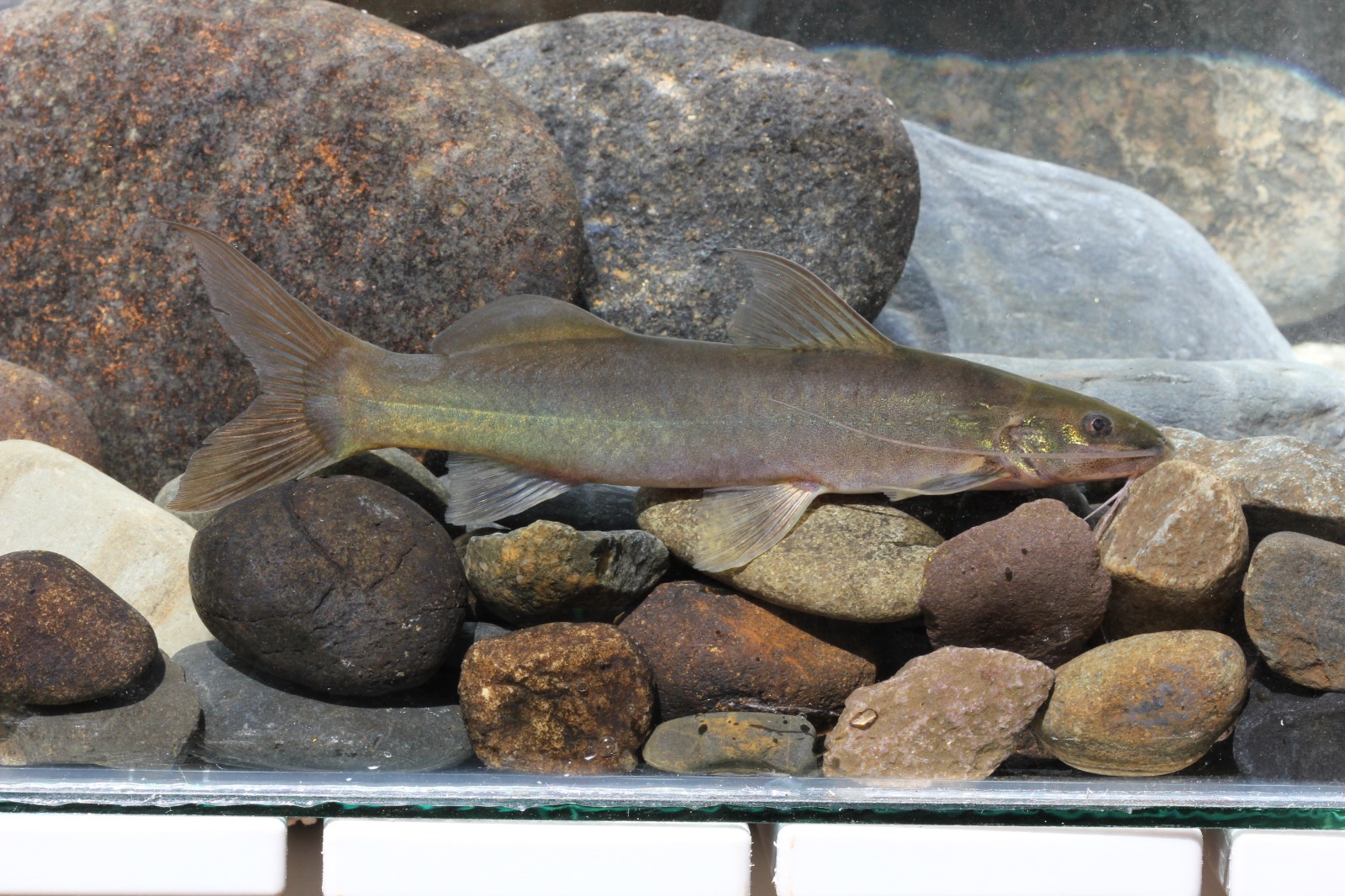 Descubren nueva especie de pez en el río Guayuriba 1