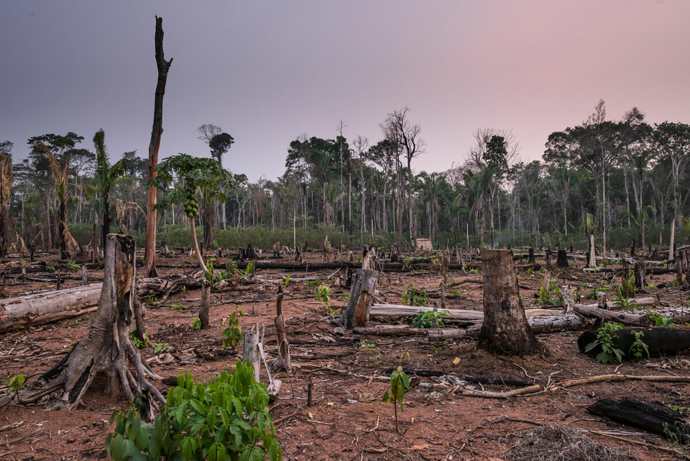 Toman acciones contundentes contra la deforestación en la Amazonía 1