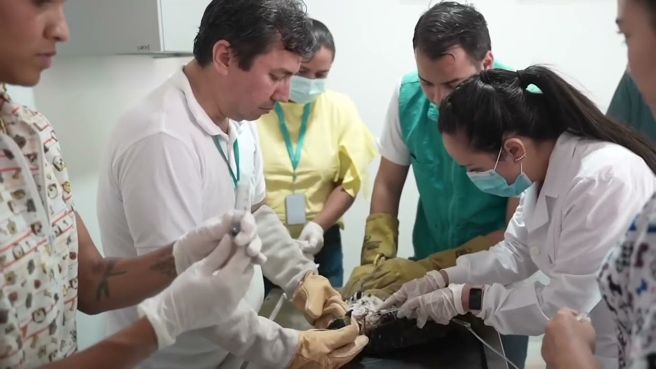 #PáreleBolas al director de Cormacarena 16