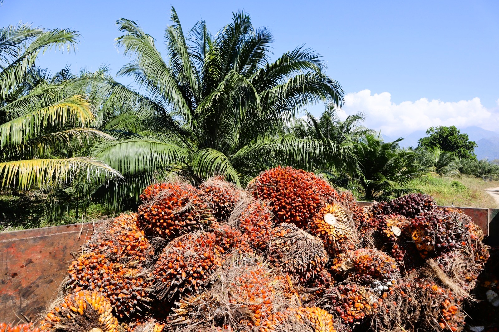 Producción de aceite de palma se ha visto afectada por fenómeno de El Niño 1