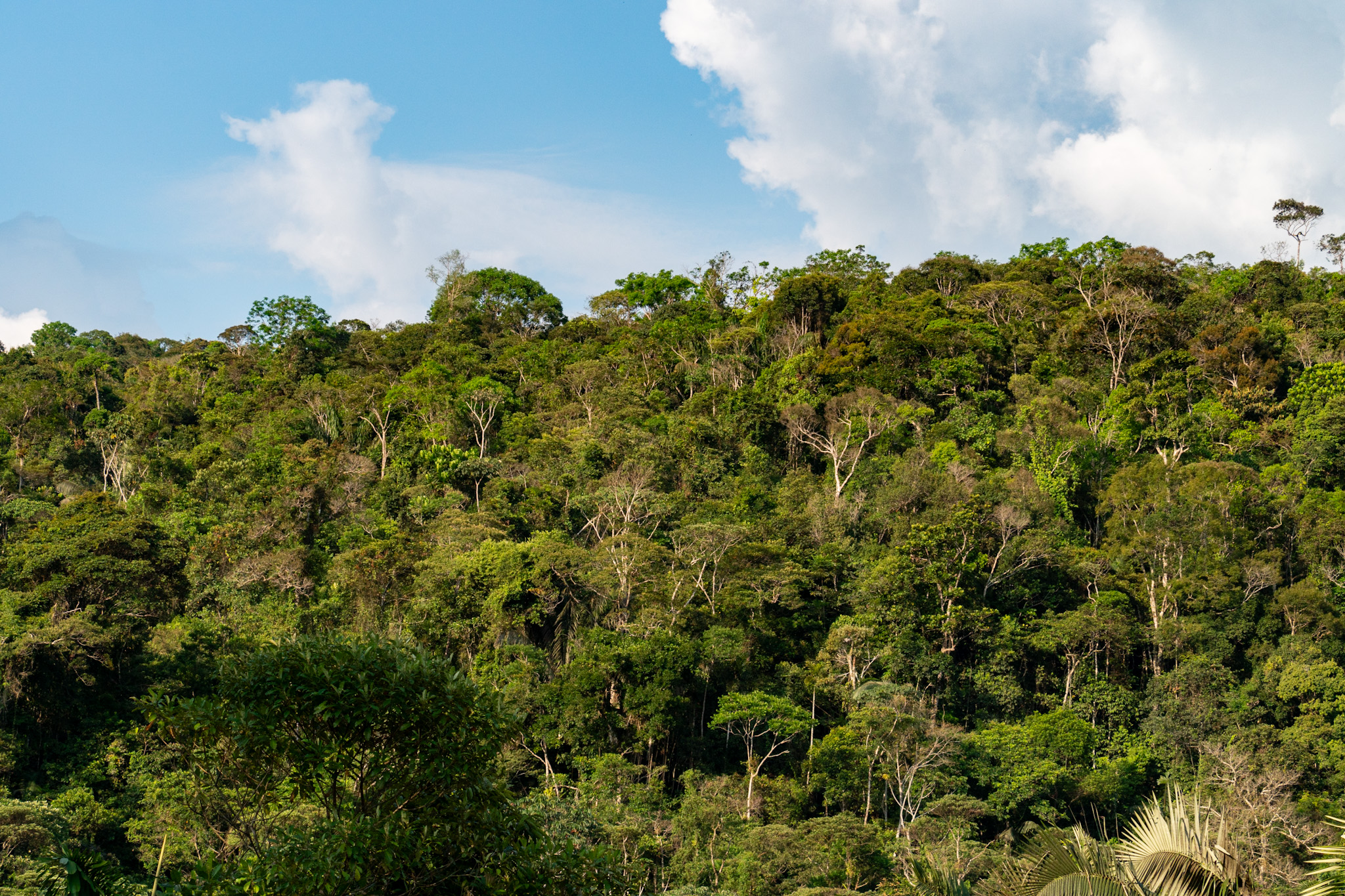 Amazonía: deforestación se habría reducido 70% 1