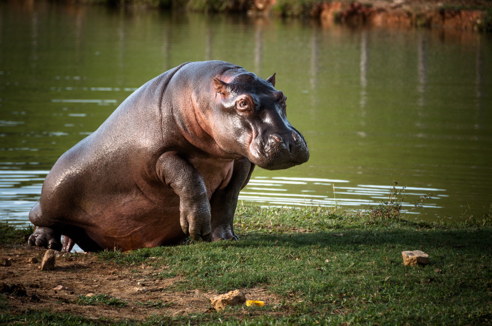 Inicia fase de esterilización de hipopótamos en Colombia 1