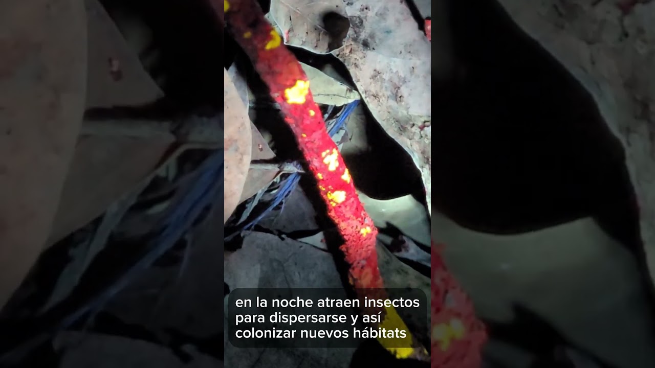 Una maravilla escondida en Villavicencio 3
