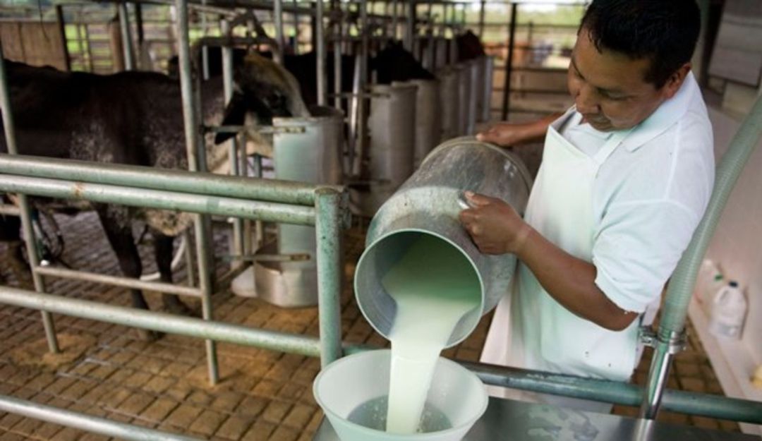 Producción de leche y arroz, en amenaza por El Niño 1