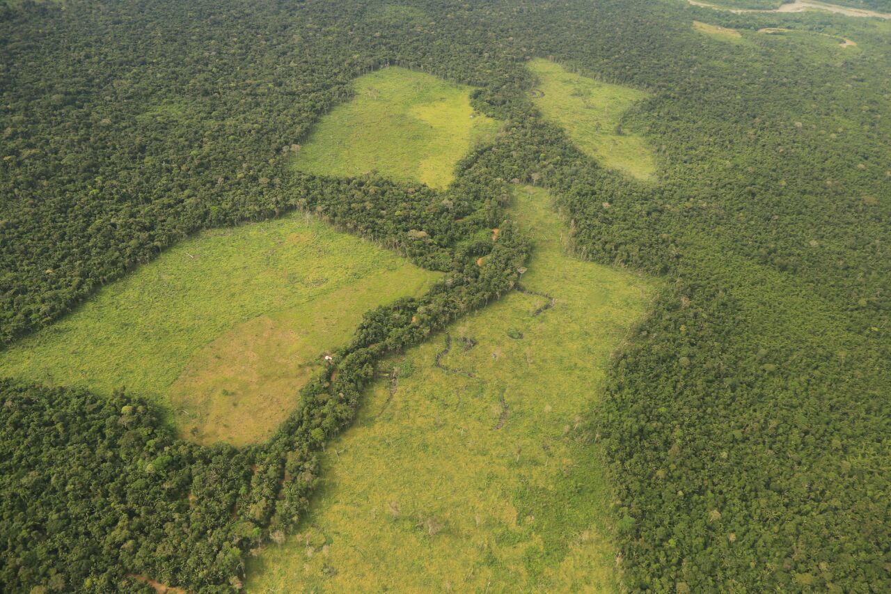 ¡Ecocidio en Mapiripán! Más de 16 hectáreas de bosque fueron deforestadas 1