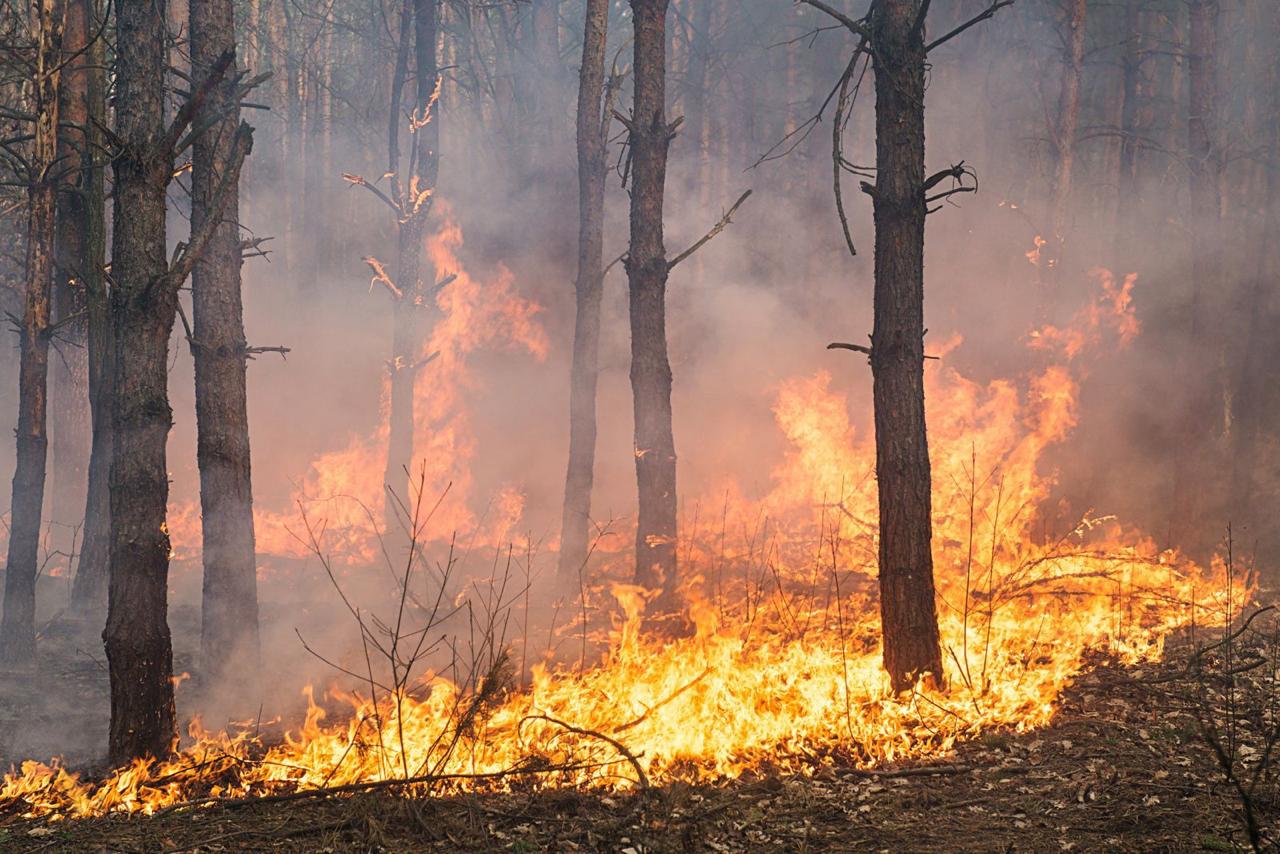 ¡Cuidado con las quemas! Ciudadano recibe millonaria multa por incendio forestal 1