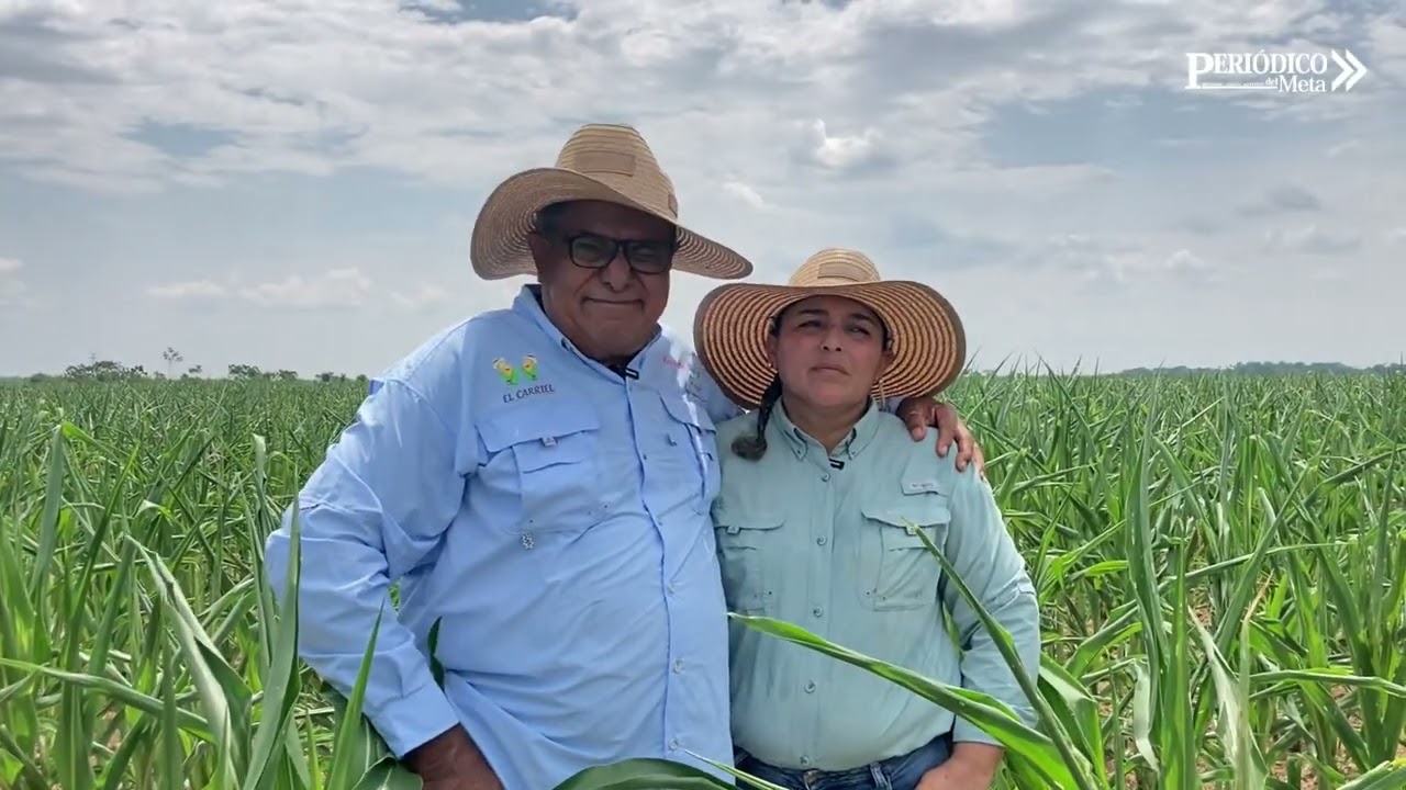 Agricultores del Meta de Maíz transgénico 7