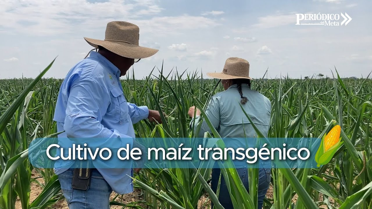 Cultivo de maíz transgénico en el Meta. 26