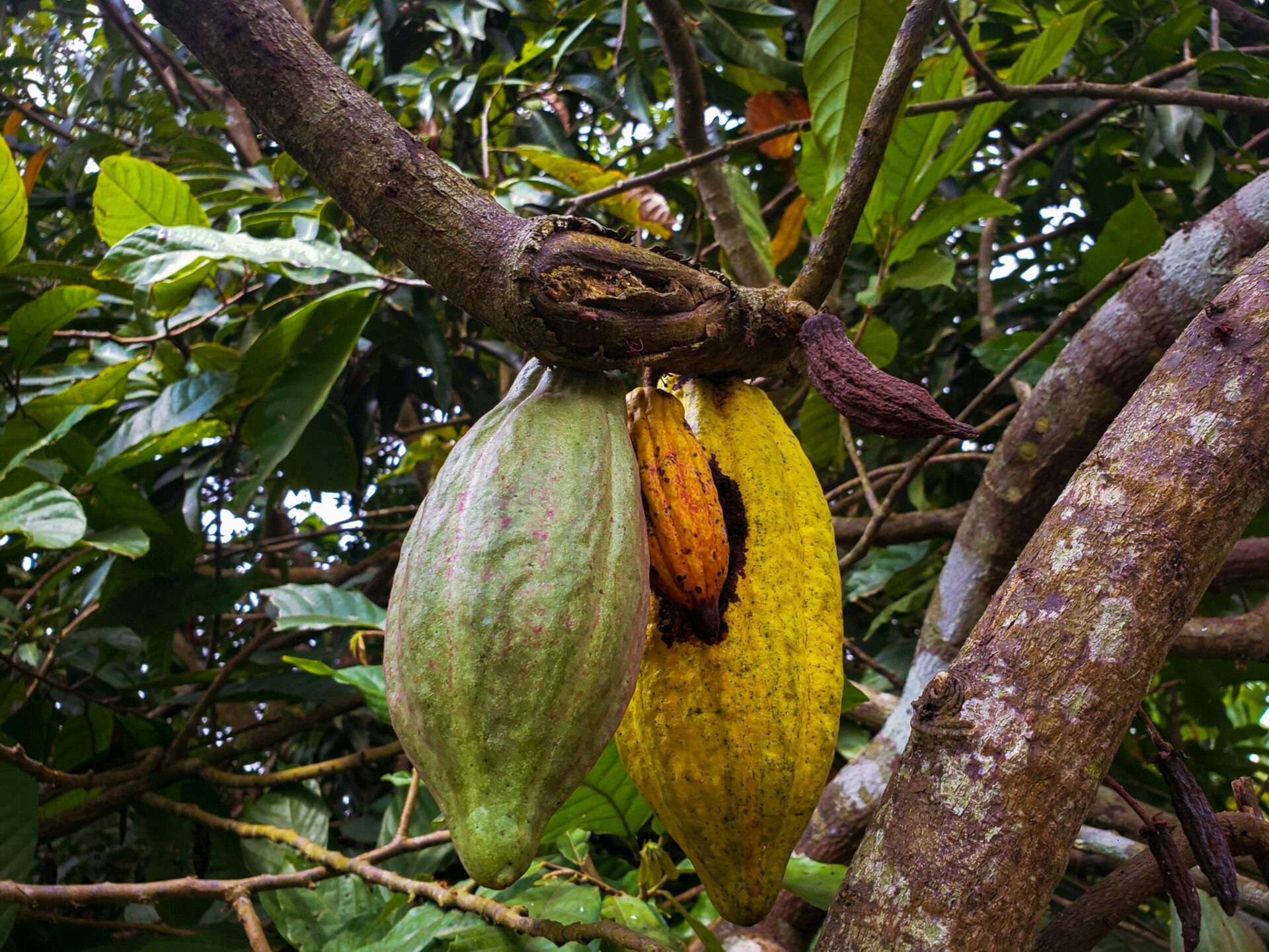 El cacao, nuevo botín para la delincuencia en el Meta 1 El cacao, nuevo botín para la delincuencia en el Meta 1