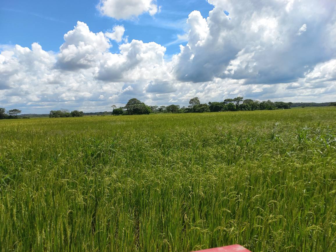 Arroz: piden racionalizar las áreas de siembra 1 Arroz: piden racionalizar las áreas de siembra 1