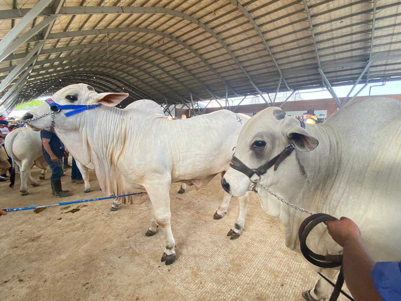 Vacunación bovina 2025: ICA inmunizará 30 millones de animales en Colombia 1 Vacunación bovina 2025: ICA inmunizará 30 millones de animales en Colombia 1