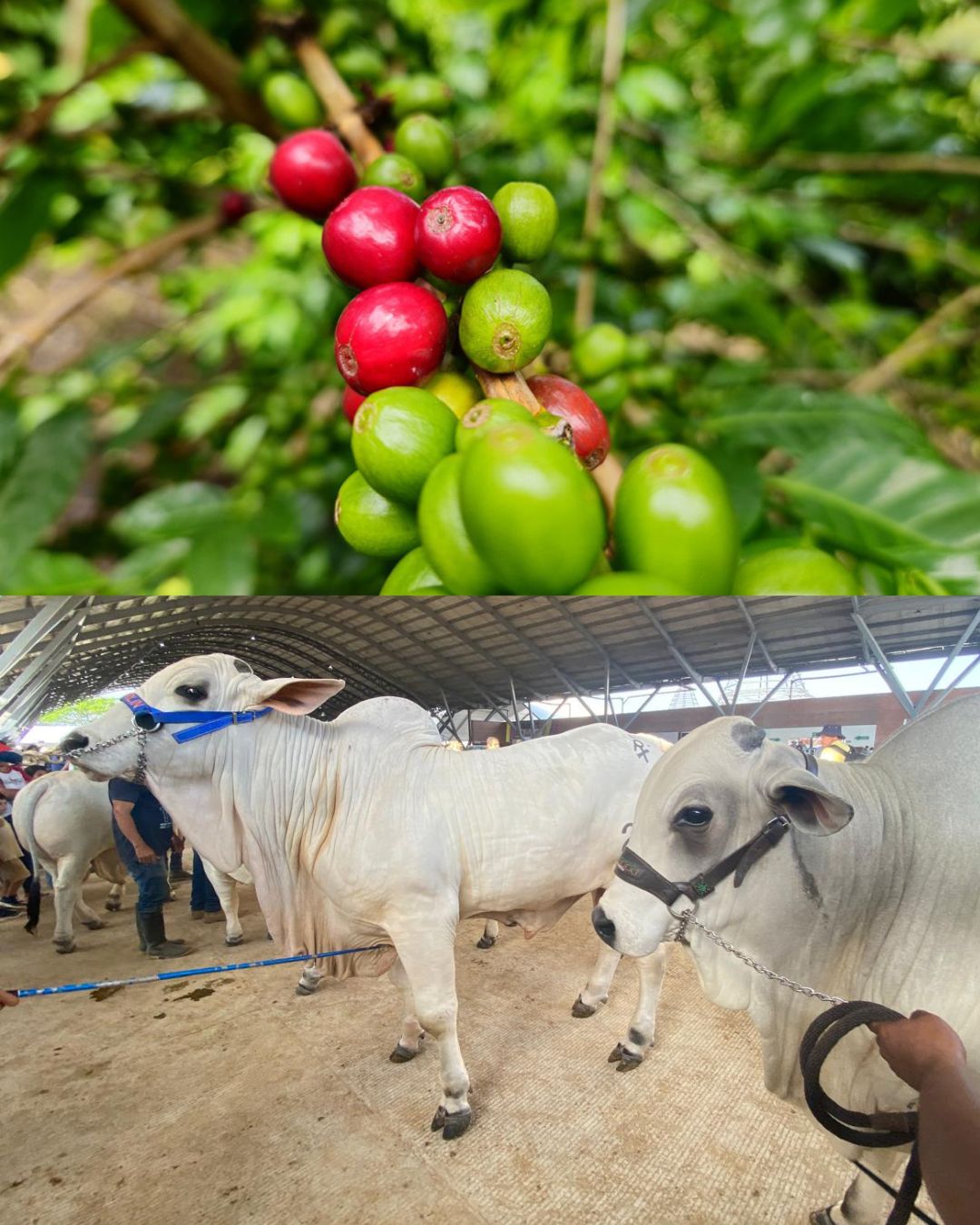 Cultivos de café y producción ganadera jalonaron crecimiento del sector agro en 2024 1 Cultivos de café y producción ganadera jalonaron crecimiento del sector agro en 2024 1