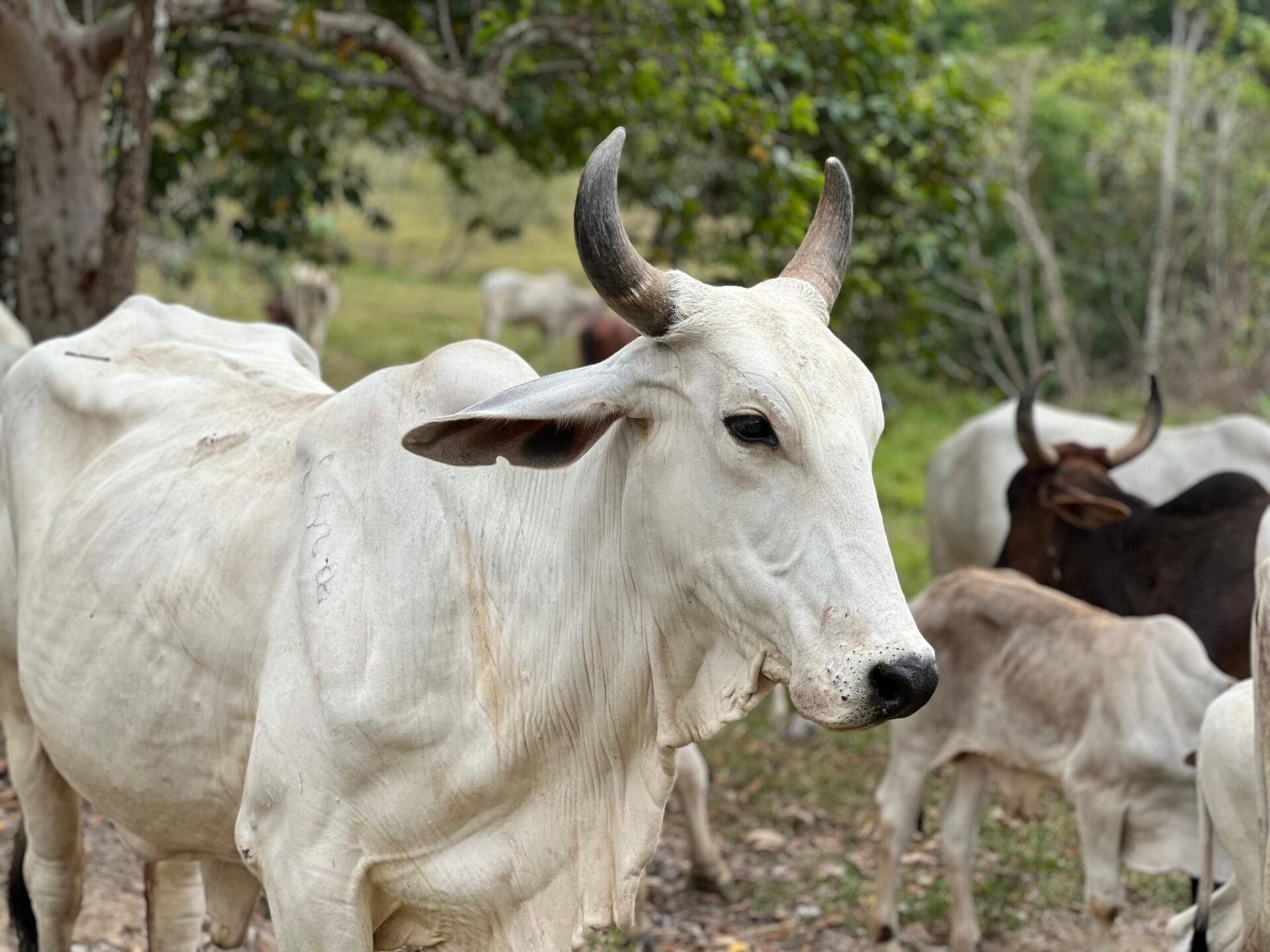Proyecto de ganadería beneficiará a firmantes de paz en Guaviare 1