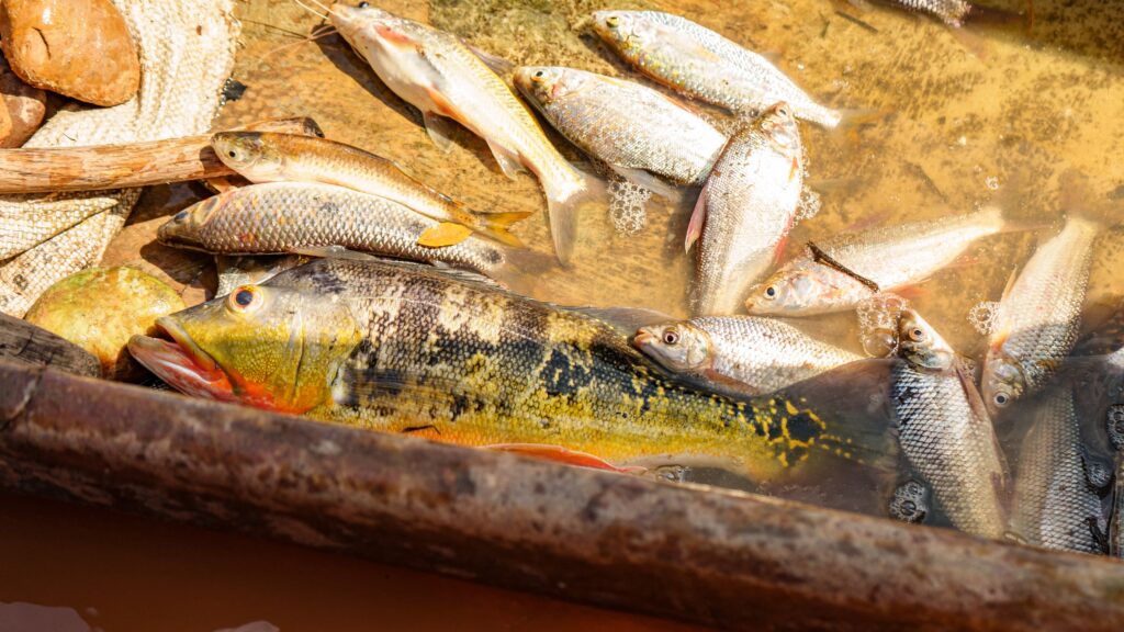 Orinoquia comienza veda de pesca para proteger especies 2