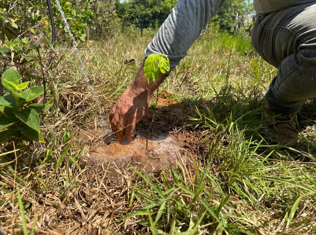 Se expande el impacto de la restauración ecológica en el Meta 1