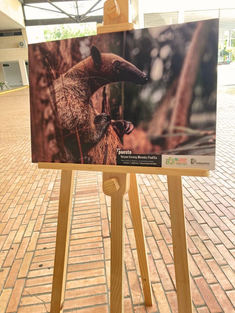 El Meta logra doble reconocimiento en concurso de fotografía ambiental de Fedepalma