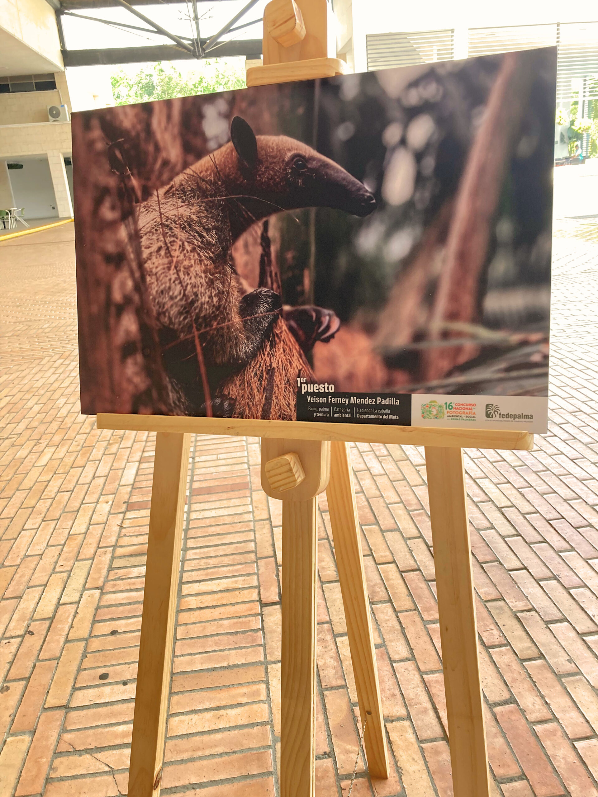 El Meta logra doble reconocimiento en concurso de fotografía ambiental de Fedepalma 1 El Meta logra doble reconocimiento en concurso de fotografía ambiental de Fedepalma 1