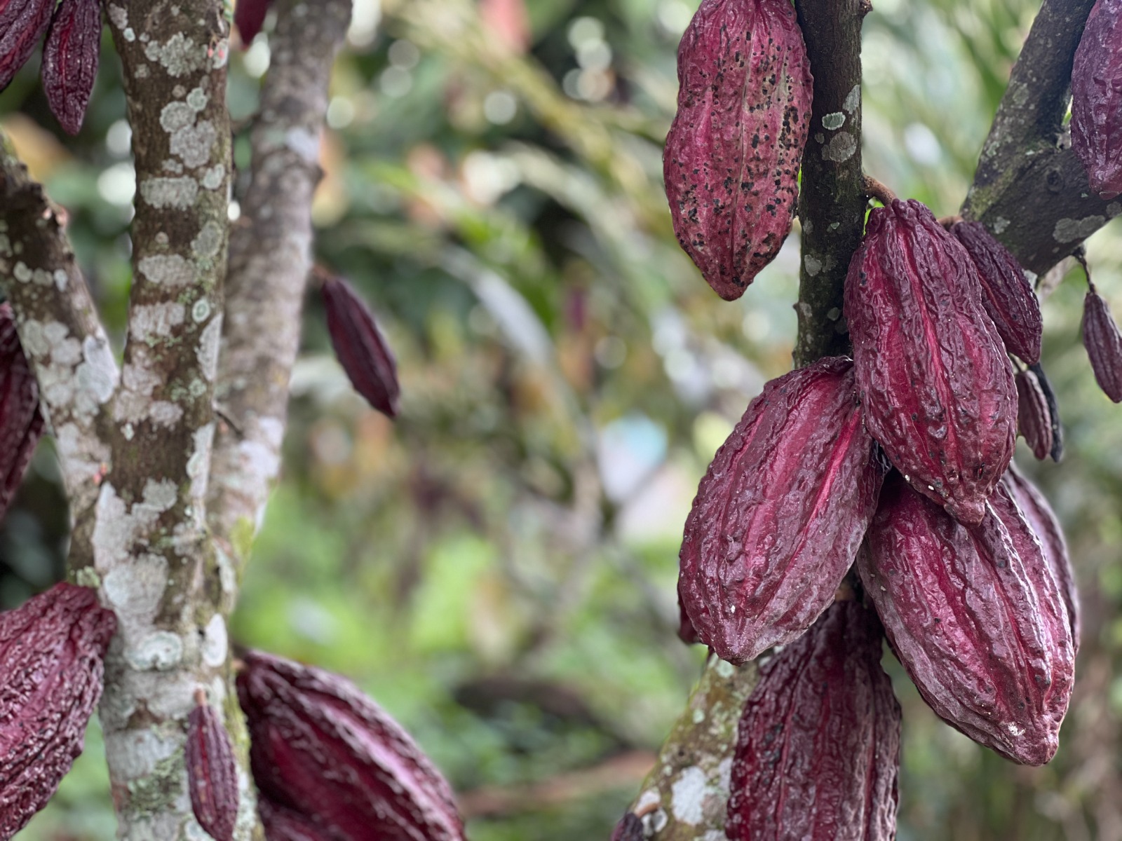 Cacao del Meta conquista Japón: familias campesinas exportan 12 toneladas 2 Cacao del Meta conquista Japón: familias campesinas exportan 12 toneladas 2