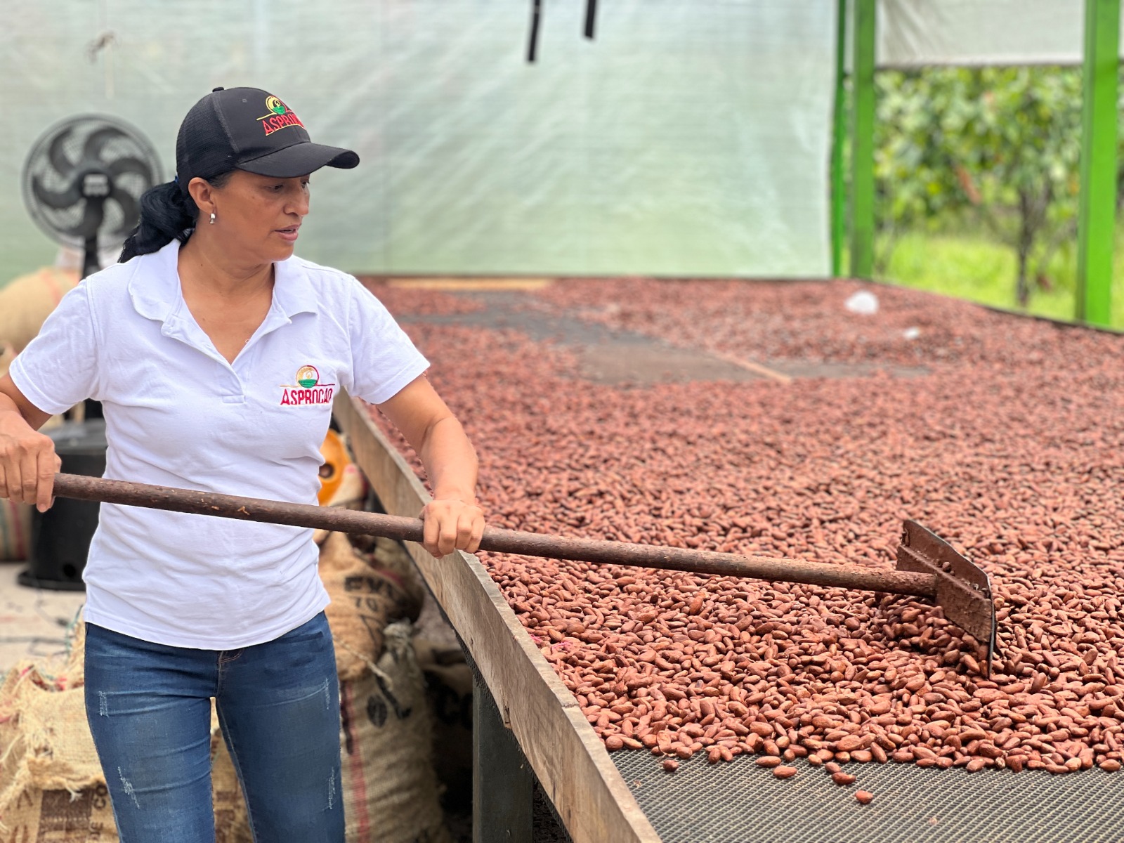 Cacao del Meta conquista Japón: familias campesinas exportan 12 toneladas 22