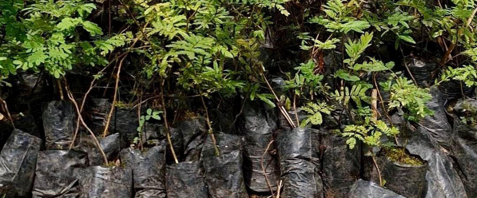 San Juan de Arama inicia vivero satelital para restauración ecológica en el Ariari 1