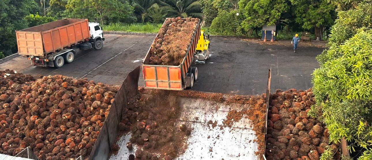 Los desafíos de la palma de aceite ante la urbanización y el cambio generacional 1