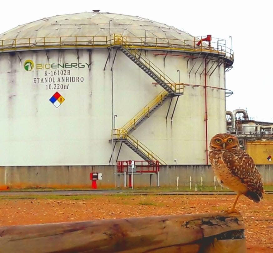 Bioenergy alerta afectaciones económicas por manifestaciones en Puerto López 2 Bioenergy alerta afectaciones económicas por manifestaciones en Puerto López 2