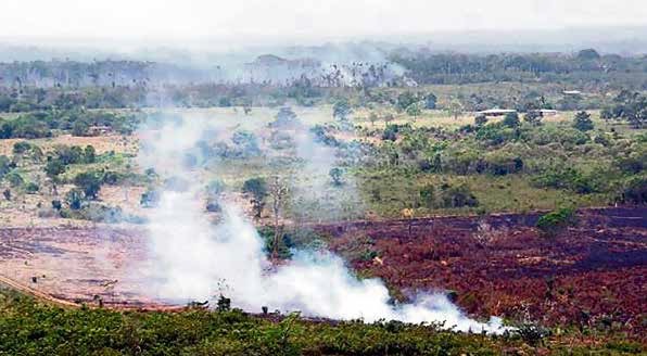 Ganadería extensiva, vías ilegales y economías ilícitas convierten al Meta en el epicentro de la pérdida de bosques 3 Ganadería extensiva, vías ilegales y economías ilícitas convierten al Meta en el epicentro de la pérdida de bosques 3