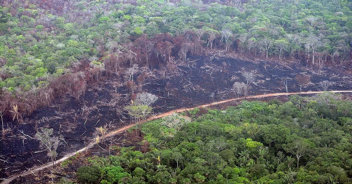 Ganadería extensiva, vías ilegales y economías ilícitas convierten al Meta en el epicentro de la pérdida de bosques 1 Ganadería extensiva, vías ilegales y economías ilícitas convierten al Meta en el epicentro de la pérdida de bosques 1