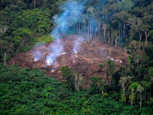 Ganadería extensiva, vías ilegales y economías ilícitas convierten al Meta en el epicentro de la pérdida de bosques 2 Ganadería extensiva, vías ilegales y economías ilícitas convierten al Meta en el epicentro de la pérdida de bosques 2