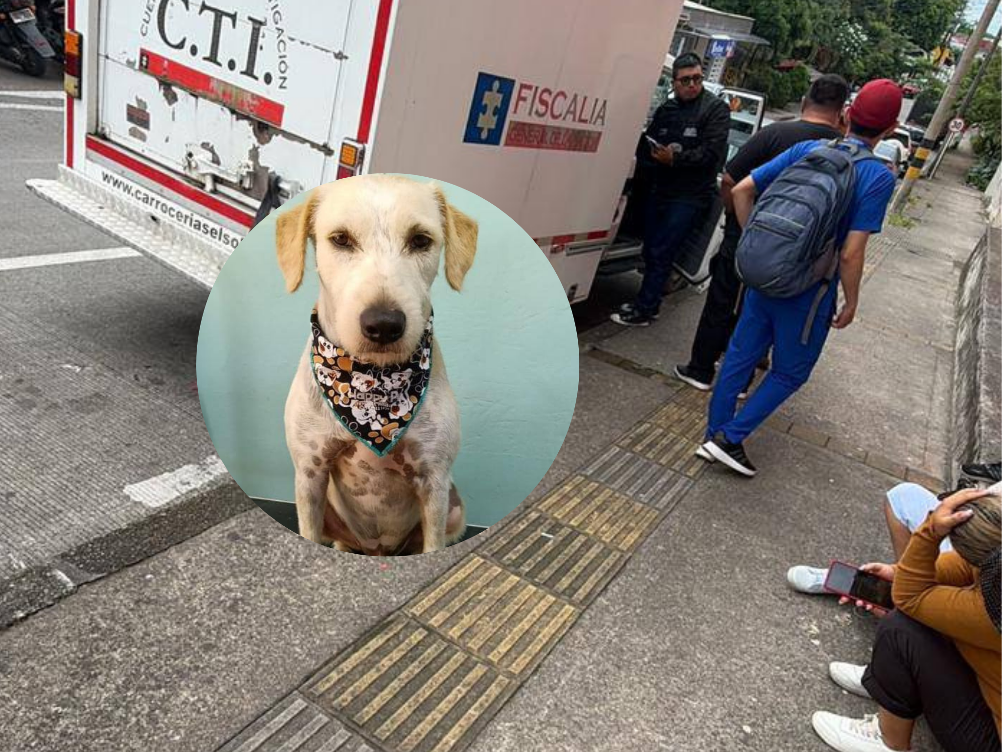 Indignación en Acacías por el asesinato de ‘Copito’, un perro comunitario 9