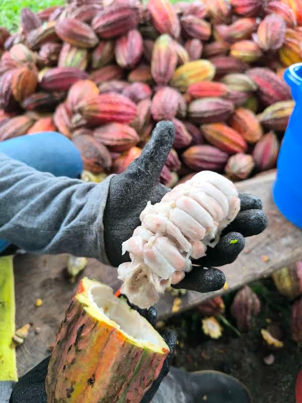 Cacao del Meta, orgullo llanero que ahora se saborea en Japón, Bélgica y España 1 Cacao del Meta, orgullo llanero que ahora se saborea en Japón, Bélgica y España 1