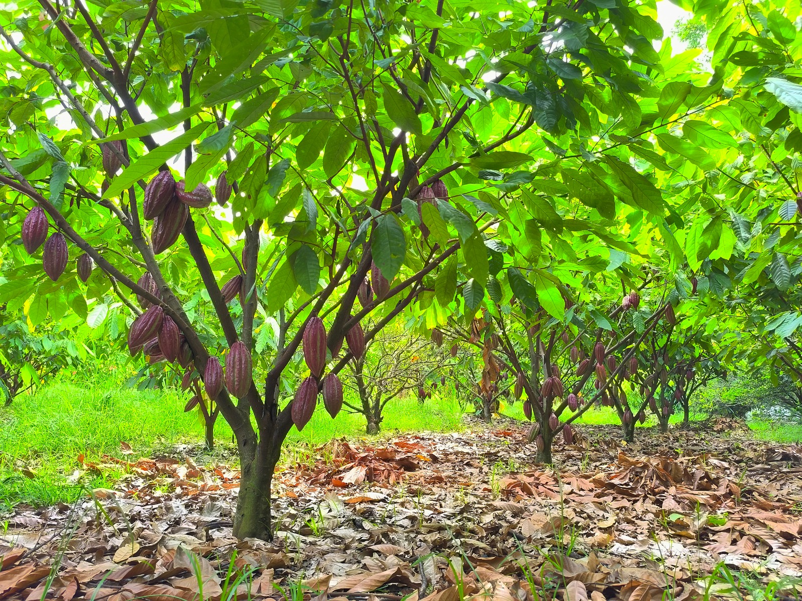Cacao del Meta, orgullo llanero que ahora se saborea en Japón, Bélgica y España 2