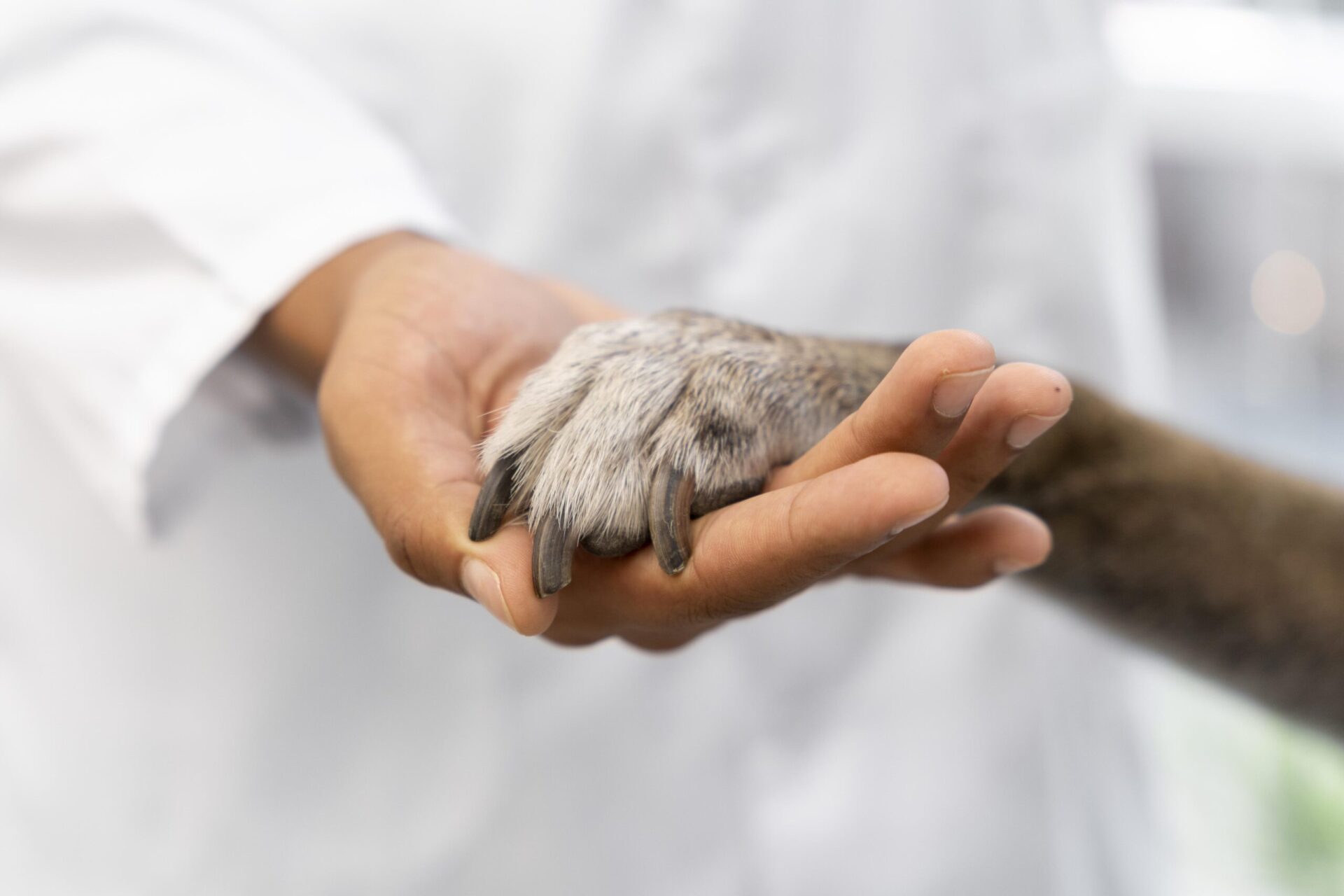 Centro de Bienestar Animal, una obra que espera ser entregada 3