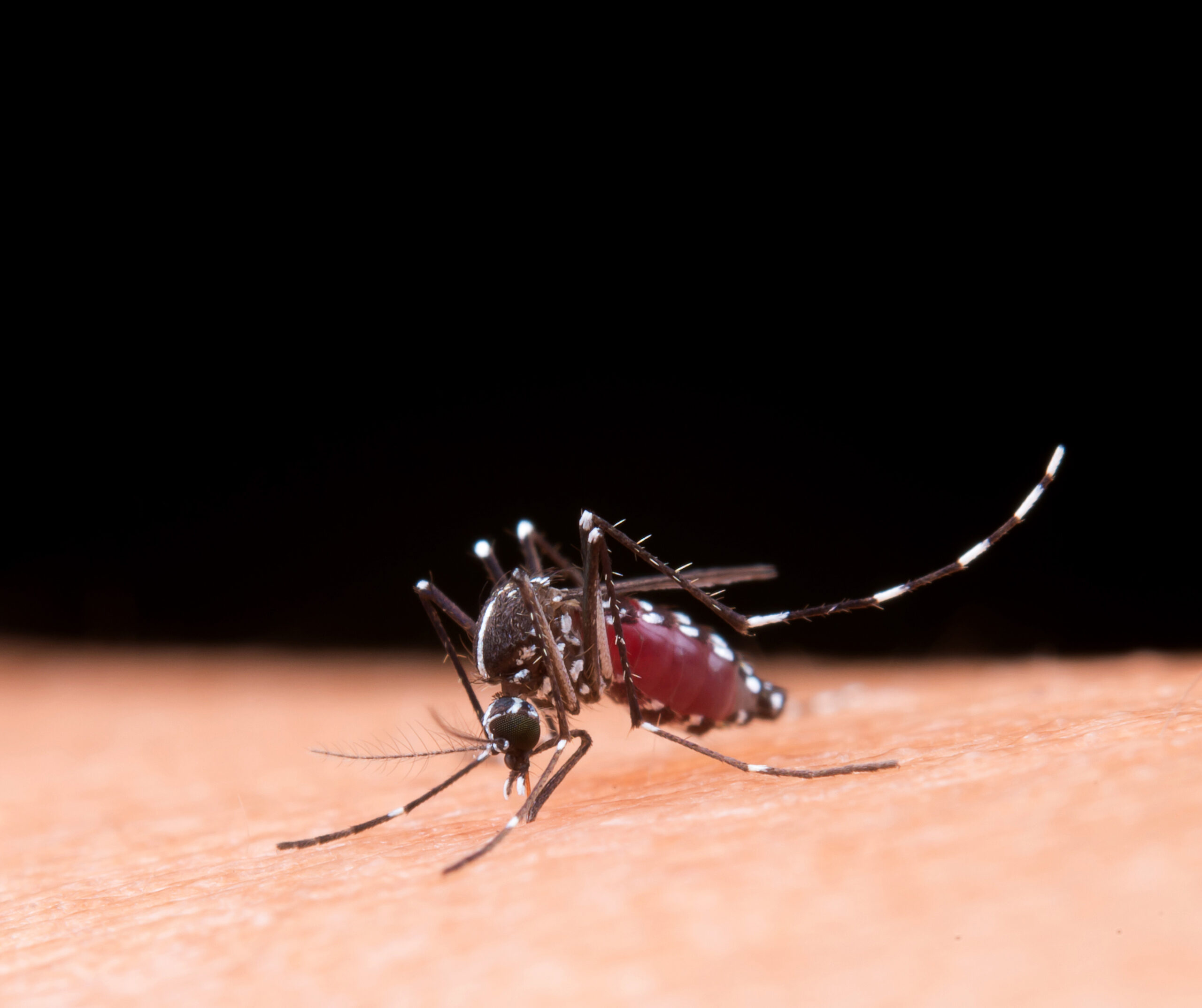 Estas son las herramientas de prevención frente al dengue 1 Estas son las herramientas de prevención frente al dengue 1
