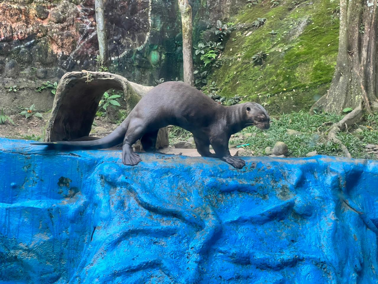Bioparque Los Ocarros: Ícono turístico que divide opiniones mientras se prepara una inversión de $40 mil millones 4
