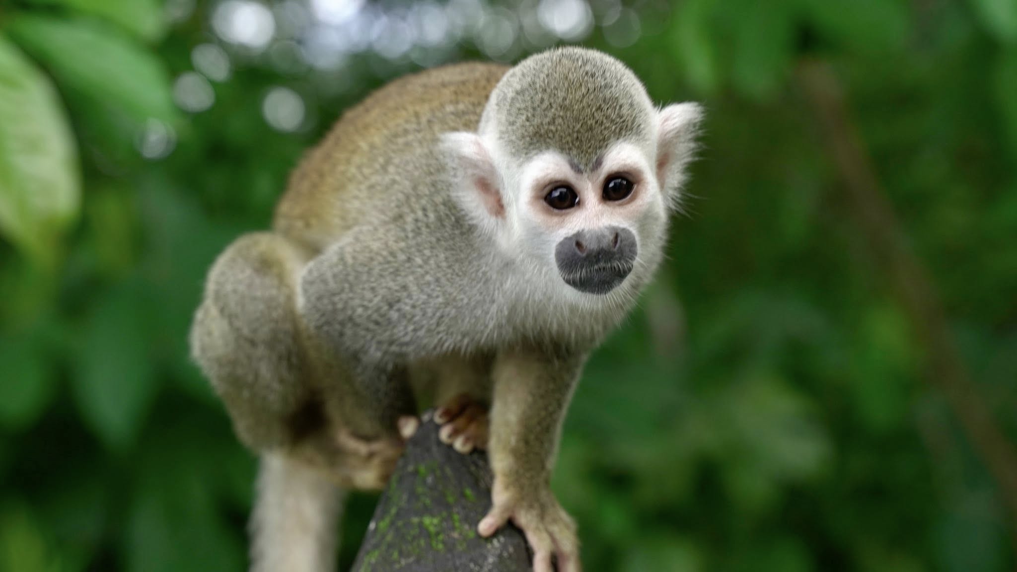 Monos en riesgo: Convivir con la fauna, una gran deuda en Villavicencio 2