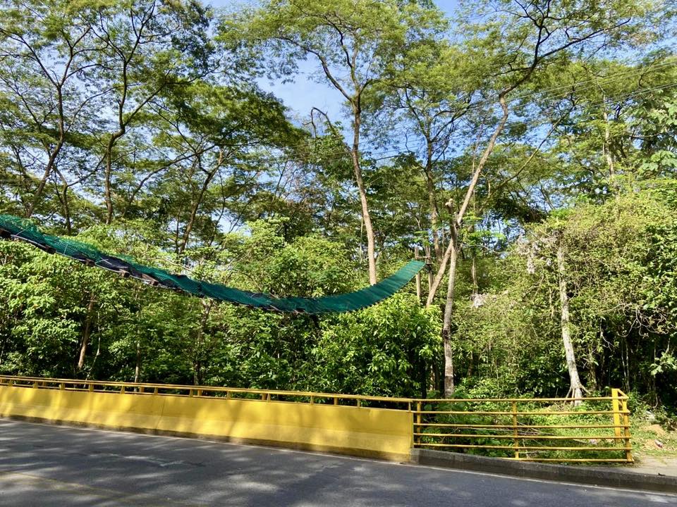 Monos en riesgo: Convivir con la fauna, una gran deuda en Villavicencio 3