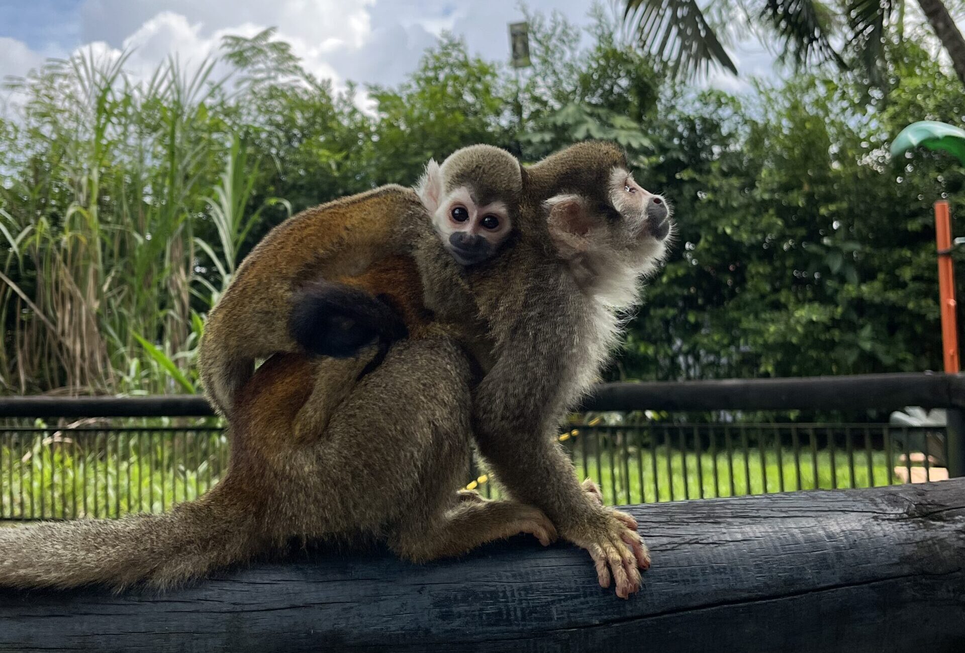 Monos en riesgo: Convivir con la fauna, una gran deuda en Villavicencio 1