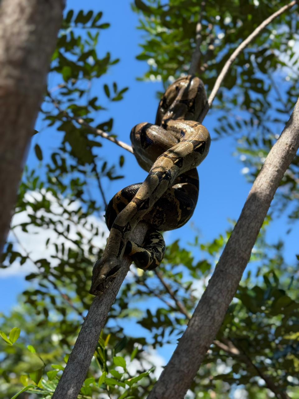 120 animales silvestres regresan a la libertad en el Meta tras ser rescatados del tráfico ilegal 1