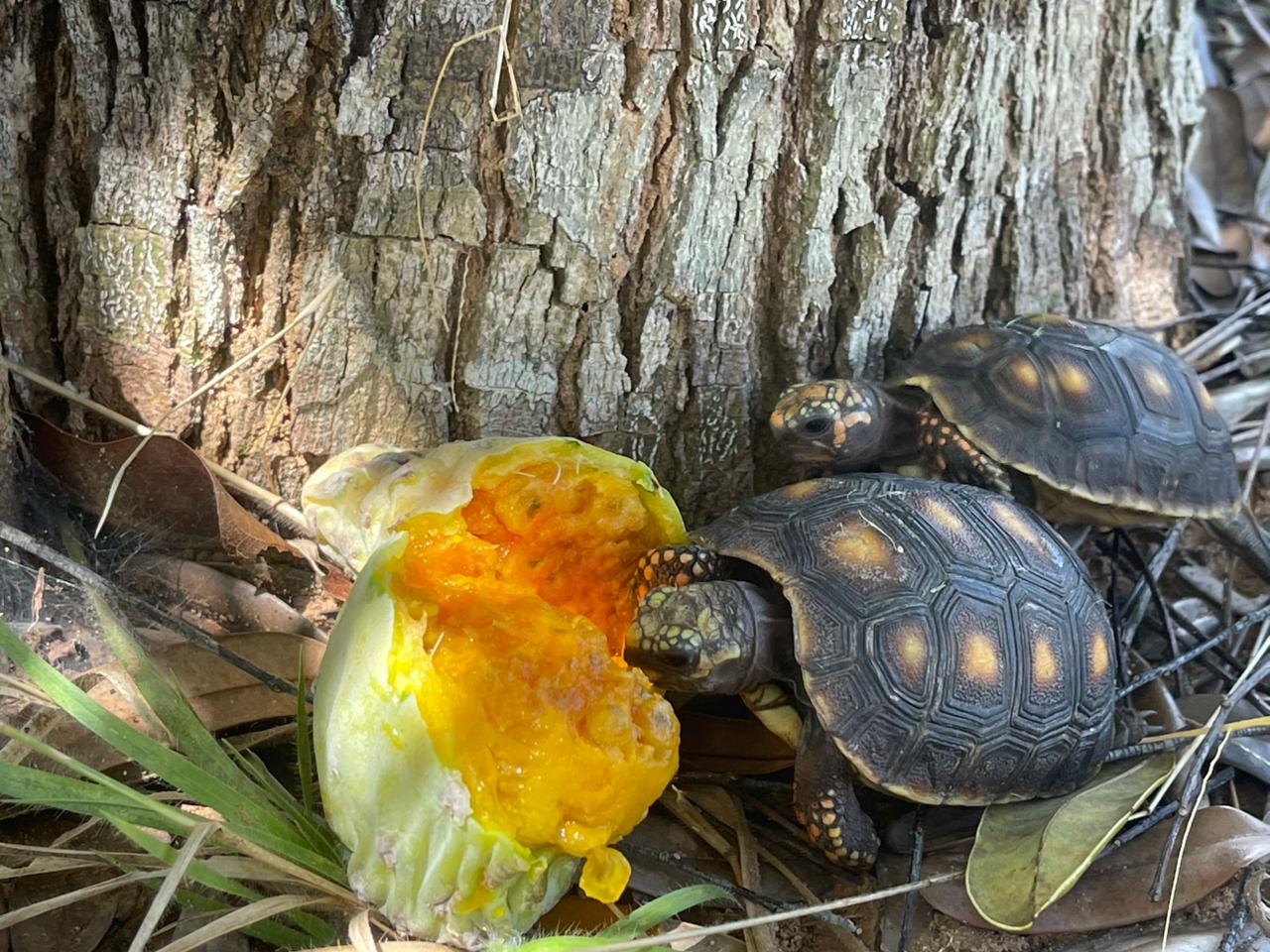 120 animales silvestres regresan a la libertad en el Meta tras ser rescatados del tráfico ilegal 2