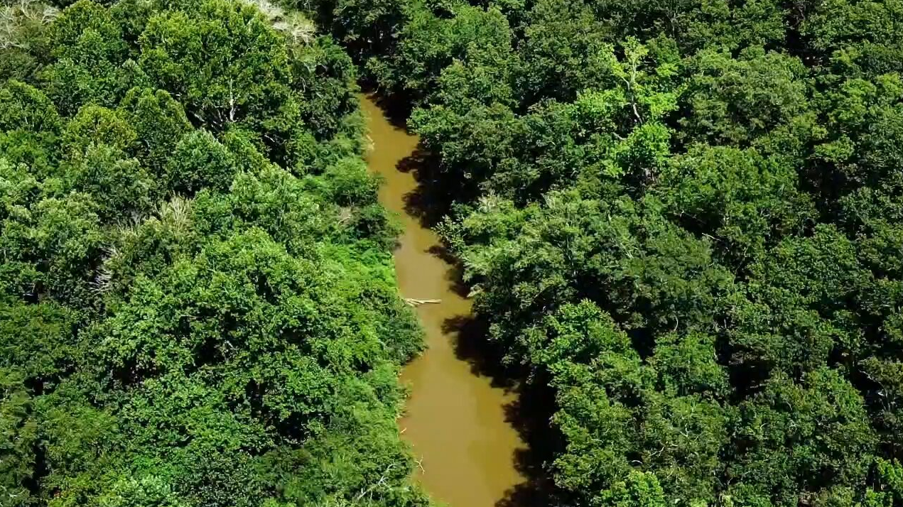 Instituto SINCHI y Universidad Javeriana abren segunda convocatoria del Diplomado en Extensionismo Forestal en la Amazonia 14