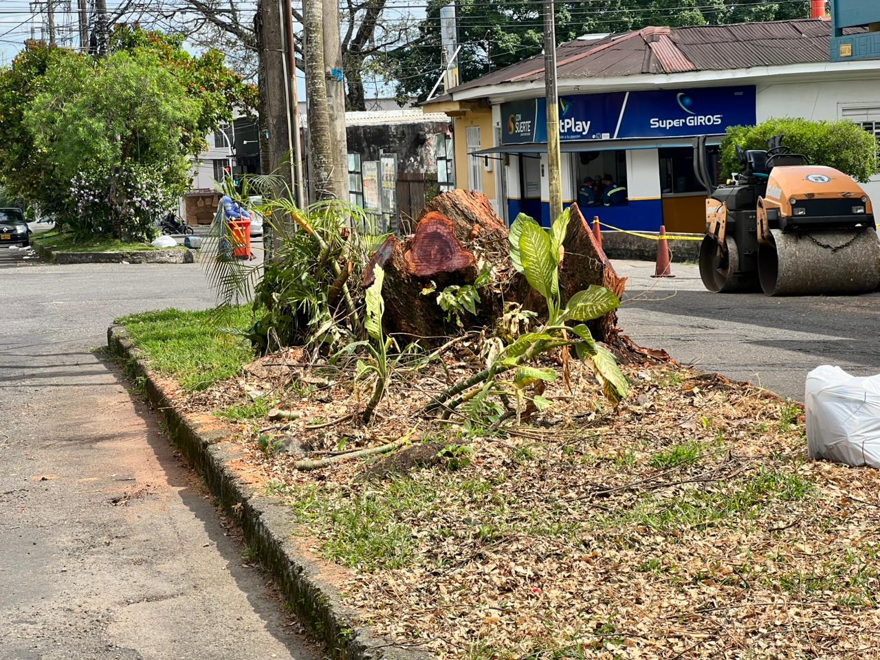 Cambios en el arbolado invitan a repensar su manejo ambiental 2 Cambios en el arbolado invitan a repensar su manejo ambiental 2