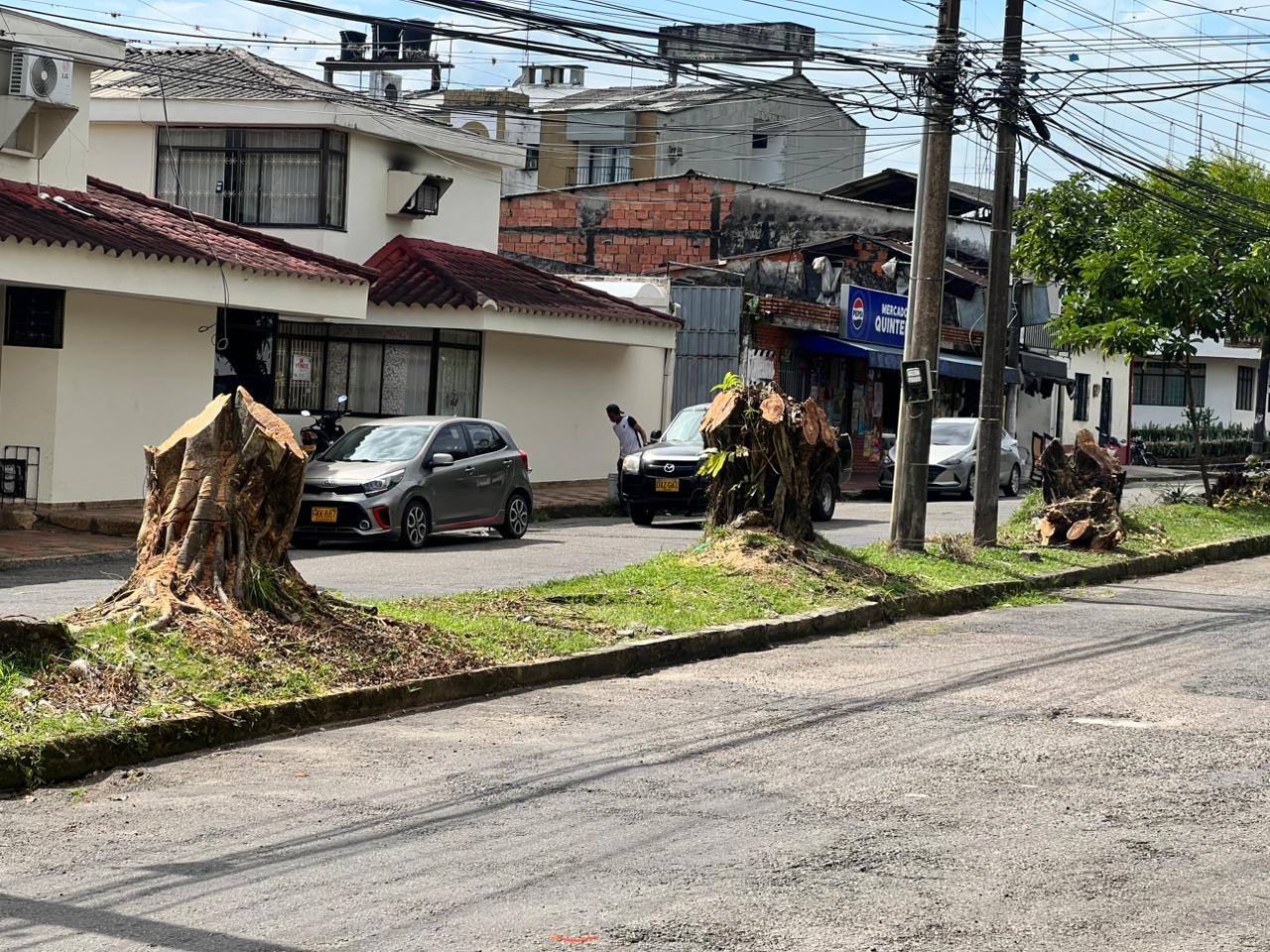 Cambios en el arbolado invitan a repensar su manejo ambiental 3 Cambios en el arbolado invitan a repensar su manejo ambiental 3