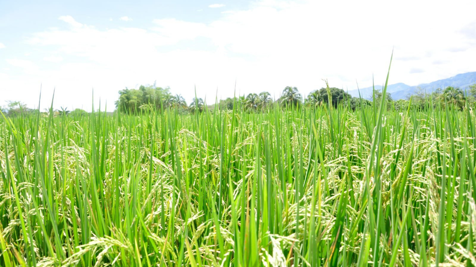 Fedearroz pide acciones urgentes al Gobierno para garantizar la venta de la cosecha arrocera de 2026 4