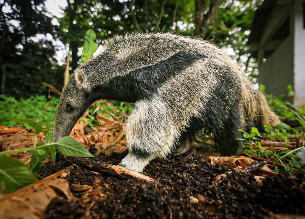 Meta refuerza su atractivo turístico con naturaleza, festivales y experiencias rurales 2