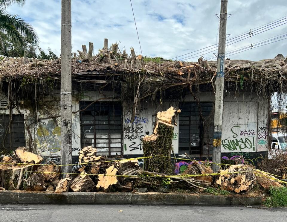 Árboles: la infraestructura climática que pierde Villavicencio 2 Árboles: la infraestructura climática que pierde Villavicencio 2